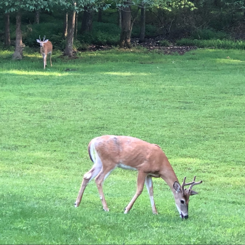 Meet your Posher, Rachel